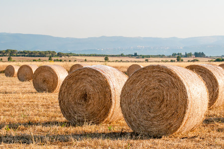 Straw bales in the plain of Catania, Sicilyの写真素材