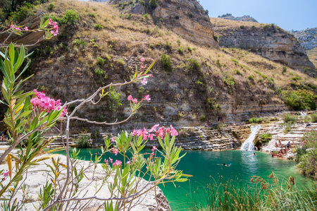 Oleander plant in the natural reserve Cavagrande, Sicily, with a view of its natural pools and canyons of theの写真素材