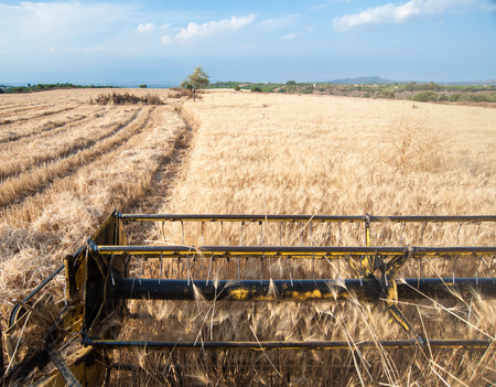 Field of wheat seen from a combine machine in action during harvesting