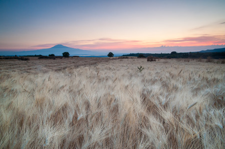Filed of wheat at dawn in Sicily with a view of Mount Etna in the distanceの写真素材