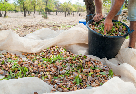 Pickers at work while fulling pails with just picked almonds, Noto, Sicilyの写真素材