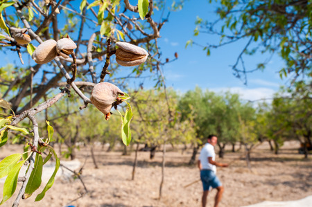 Closeup view of some almonds on a tree during harvest time in Noto, Sicilyの写真素材