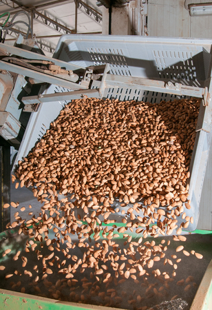 A bin forklift pouring down almonds in a big metal funnel before the industrial working processの写真素材