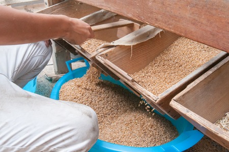 Farmer using a small wooden shovel to unload the just-collected seeds of a wheat grain separator