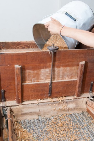 Farmer fulling the tank of a grain separator for the wheat seed production