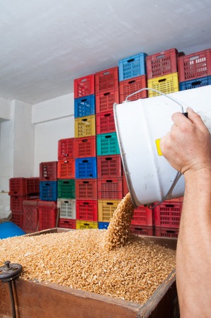 Farmer fulling the tank of a grain separator for the wheat seed productionの写真素材