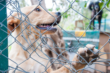 Close up view of a dog's paw behind the corral of a dog refugeの写真素材