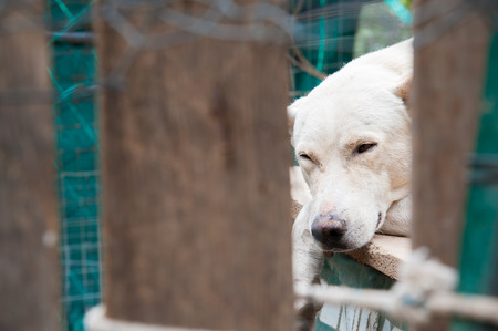 Stray dog behind the corral of a dog refuge
