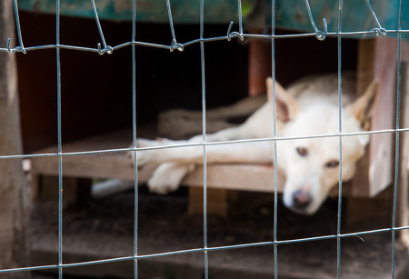 Close-up view of the net of a corral and a dog inside itの写真素材