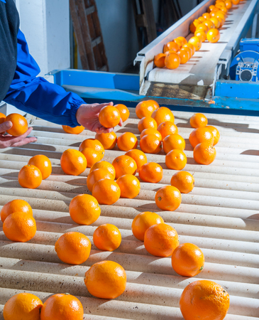 Manual selection of tarot oranges in the carriage of a modern production lineの写真素材