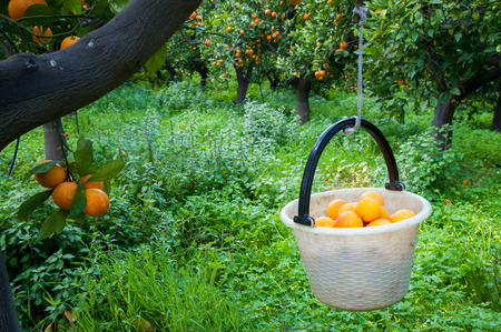 White basket full of just picked tarocco oranges during harvest seasonの写真素材