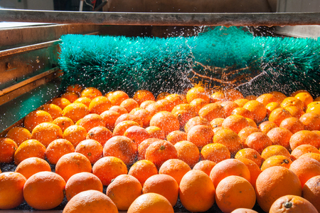 The process of washing and cleaning of citrus fruits in a modern production lineの写真素材