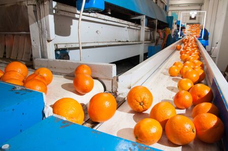 Just cleaned and waxed tarot oranges on the carriage before the calibration processの写真素材