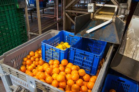 Tarocco oranges being collected inside a big bin after the production line