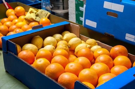 Just-picked oranges tarot packaged into boxes cardbordの写真素材