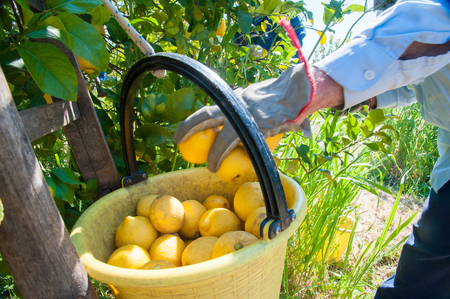 Pail full of lemons during lemon picking time in Sicilyの写真素材