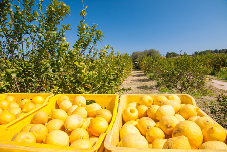 Boxes full of lemons in a citrus grove near Syracuse, Sicilyの写真素材