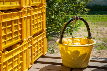 Pail full of lemons lemon During picking time in Sicilyの写真素材