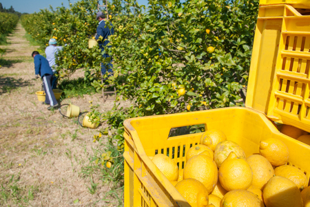 Boxes full of lemons in a citrus grove near Syracuse, Sicilyの写真素材