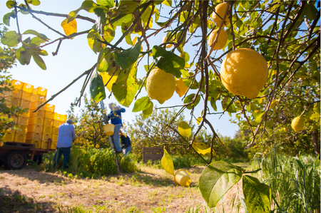 Closeup view of lemons on tree and pickers at work in the backgroundの写真素材