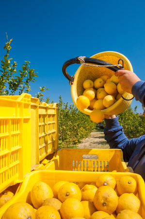 Picker at work unloading His pail full of lemons into bigger fruitboxesの写真素材