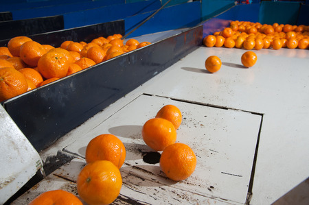 Sicilian tangerins during the calibration process in a modern production lineの写真素材
