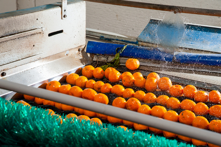 Sicilian tangerins during the washing process in a modern production lineの写真素材