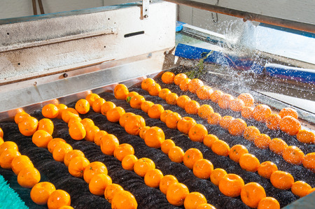 Sicilian tangerins during the washing process in a modern production lineの写真素材