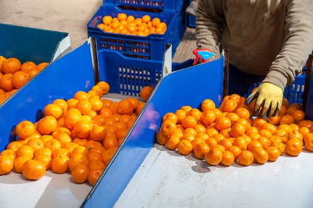 Sicilian tangerins during the calibration process in a modern production lineの写真素材