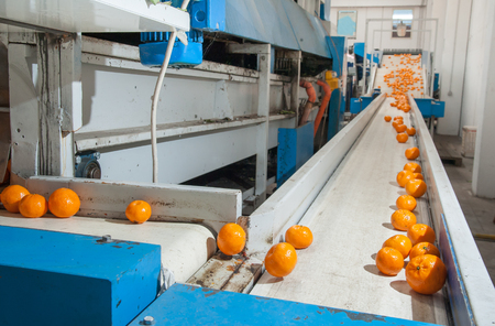 Sicilian tangerins after the waxing process in the conveyor belt of a modern production lineの写真素材