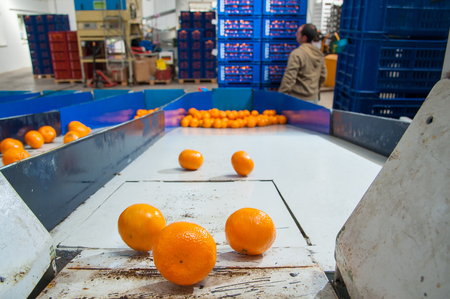 Sicilian tangerins during the calibration process in a modern production lineの写真素材