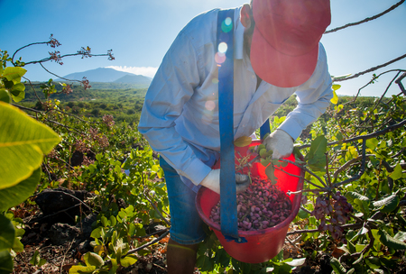 Pistachio picker at work with his red pail during harvest season in Bronte, Sicily, and Mount Etna in the distanceの写真素材