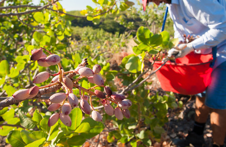 Closeup view of a pistachio bunch on tree and a picker at work in the background, Bronte, Sicilyの写真素材