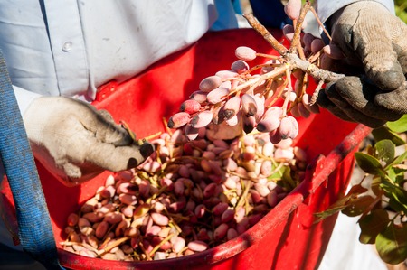 Pistachio picker at work with his red pail during harvest season in Bronte, Sicilyの写真素材