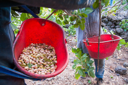 Pistachio picker at work with hos red pail during harvest season in Bronte, Sicilyの写真素材