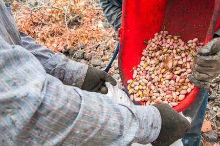 Pistachio picker unloading his red pail in a white sack during harvest season, Bronte, Sicilyの写真素材