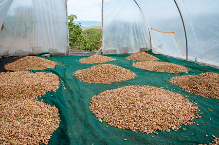 Heaps of pistachios laid on the net of a greenhouse and waiting to be spread out for the sun drying...