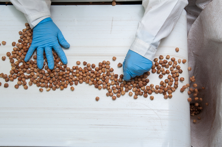 Hazelnuts om the conveyor belt during the manual phase of rejectionの写真素材