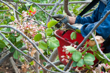Pistachio picker at work with his red pail during harvest season in Bronte, Sicilyの写真素材