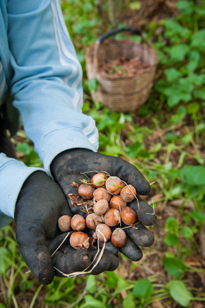 Closeup view of a  picker's hands holding some  just hazelnuts during harvest timeの写真素材