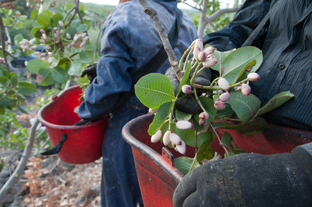 Pistachio picker at work with his red pail during harvest season in Bronte, Sicilyの写真素材