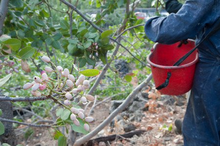 Pistachio picker at work with his red pail during harvest season in Bronte, Sicilyの写真素材