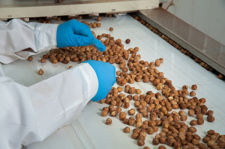 Hazelnuts om the conveyor belt during the manual phase of rejection