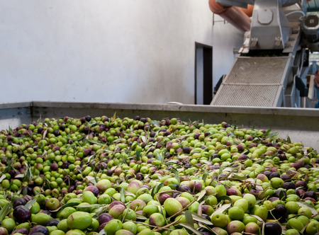 Beginning phase of olive oil production: olives being loaded in a big metal funnelの写真素材