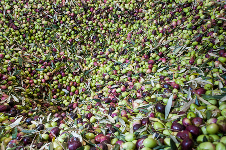 Beginning phase of olive oil production: olives being loaded in a big metal funnelの写真素材