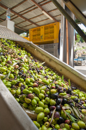 Conveyor belt of a modern oil mill carrying olives from the loading funnel to the defoliator machineの写真素材