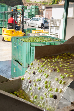 The process of olive washing and defoliation in the chain production of a modern oil millの写真素材