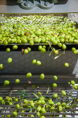 Just washed olives falling through a defoliator filter in the machine for millingの写真素材