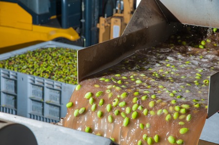 The process of olive washing and defoliation in the chain production of a modern oil millの写真素材