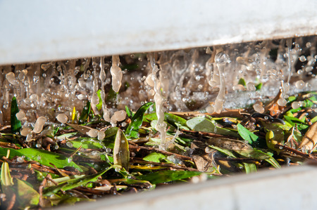 Olive leaves and waste water during the washing processの写真素材